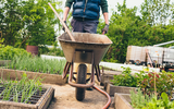 How to Plant Foxgloves