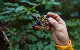 5 Tips for Budding Foragers