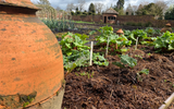 How to grow Helenium