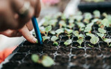 Flower Seeds to Sow In Summer