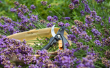 Gardening for Beginners: How to Cut Flowers for Bouquets