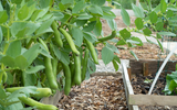 Vegetable Seeds to Sow Now - October Planting