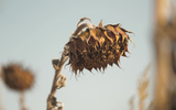 Why Are My Plants Not Flowering? - Common Issues and How to Solve Them