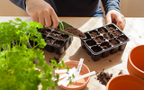 How to Grow Flowers from Seed - Gardening for Beginners