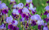 Summer Flowering Iris - Our Favourite Varieties