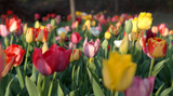 Gardening Jobs for May
