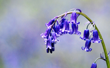 When to Plant Bluebells