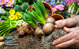 Gardening for Beginners: How to Plant Bulbs in Pots