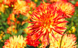 How to Plant Cactus Dahlias