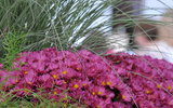 Chelsea Flower Show 2019 Trends to Try at Home