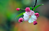 Symbolic Flowers in Chinese Culture