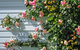 Climbing Roses – How and When to Plant Them