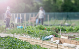 Stunning Community Gardens in the UK