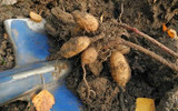 How to Store Your Bulbs Over Winter