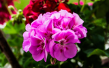 When to Cut Back Spring Flowers & Plants