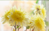 Our Best Dahlias for Cut Flowers
