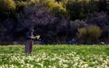 Daffodils: A Bright & Colourful History