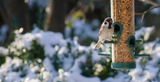 Gardening Jobs for December
