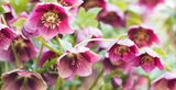 Gardening Jobs for February