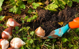 Bulbs to Plant in February 