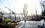 February in the Garden