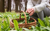 ​Medicinal Plants to Grow and Forage