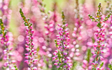 Where to plant fragrant flowers