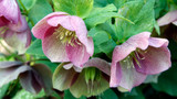 Gardening Jobs for February