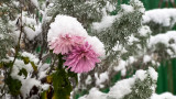 Gardening Jobs for January
