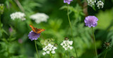 Gardening Jobs for June
