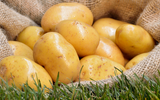 Grown Your Own: Seed Potatoes in Sacks