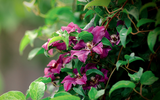 5 Simple Steps for Growing Clematis