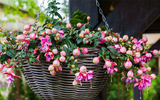 5 Steps to Planting Hanging Baskets