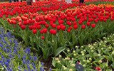 ​How Long Do Tulips Last?