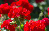 How to Plant: Summer Geranium Bedding