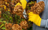 ​How to prune shrubs - Gardening for beginners