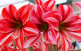 How to Grow Indoor Amaryllis