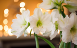 Grow Your Own Gifts With Indoor Bulbs
