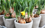 When to Grow Indoor Daffodils