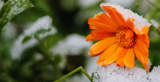Gardening Jobs for January