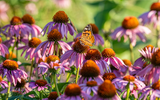What to Do In the Garden In June