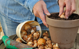 How late to plant spring-flowering bulbs