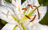 Lily Varieties & Planting Guide