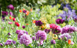 Create Your Own Low Maintenance Garden