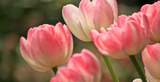 Gardening Jobs for May