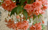 What to Plant in May