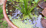 ​The Mini Pond Trend That’s Sweeping the Gardening World