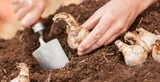 Gardening Jobs for October