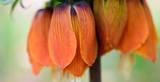 Gardening Jobs for October