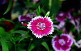 Our Favourite Dianthus Varieties